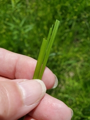 Carex molesta