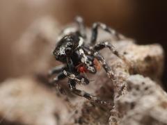 Salticus zebraneus