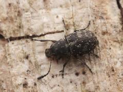Phaeochrotes pudens