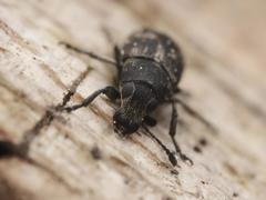 Phaeochrotes pudens