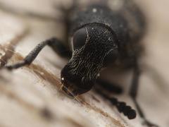 Phaeochrotes pudens