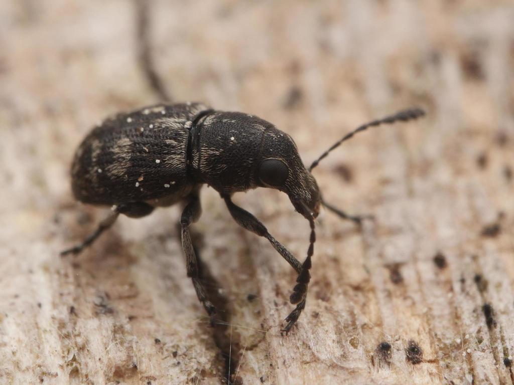 Phaeochrotes pudens