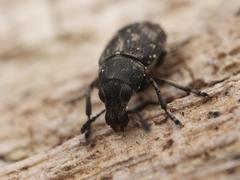 Phaeochrotes pudens