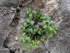 Asplenium ruta-muraria