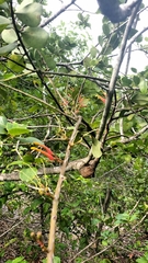 Psittacanthus dichrous