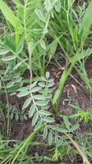 Astragalus crassicarpus