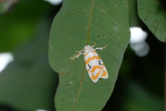 Cyana interrogationis