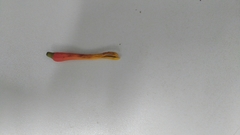 Psittacanthus dichrous