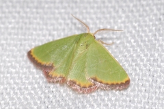 Eucrostes indigenata