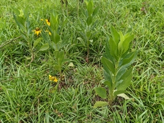 Physostegia correllii