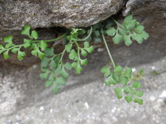 Asplenium ruta-muraria