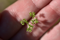Valerianella eriocarpa