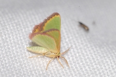 Eucrostes indigenata