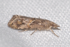 Euchromius cambridgei