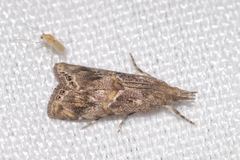 Euchromius cambridgei