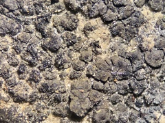 Endocarpon petrolepideum