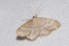Idaea subsaturata