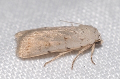 Caradrina fuscicornis