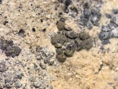 Endocarpon petrolepideum