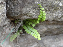 Asplenium trichomanes