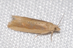 Bactra lancealana