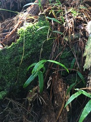 Parsonsia heterophylla