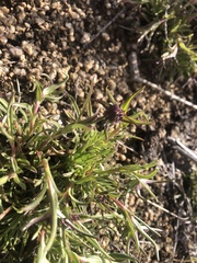 Penstemon aridus