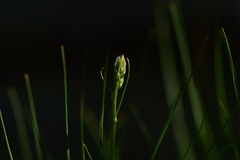 Asphodeline liburnica