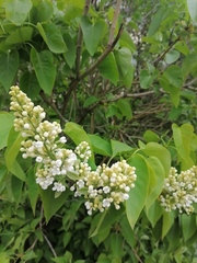 Syringa