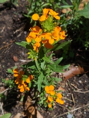 Erysimum × marshallii