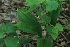 Veratrum parviflorum