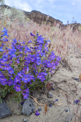 Penstemon acuminatus