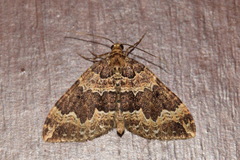 Lampropteryx suffumata