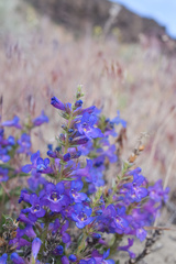 Penstemon acuminatus