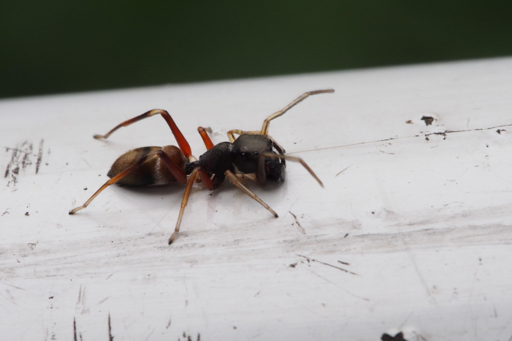 Japanese Ant-mimic Spider