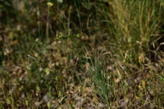 Asphodeline liburnica