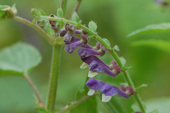 Scutellaria columnae