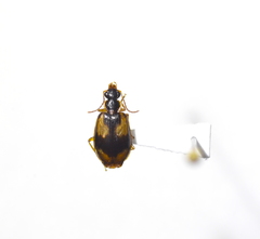 Lebia fuscata