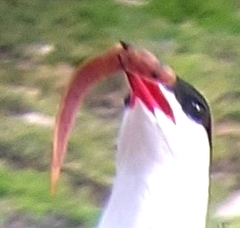 Gaidropsaridae