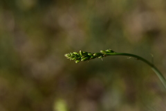 Asphodeline liburnica