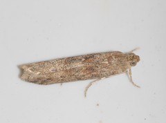 Ancylosis oblitella