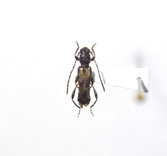 Molorchus bimaculatus