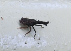 Pyrops candelaria