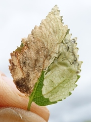 Heringocrania unimaculella
