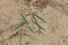 Euphorbia curtisii