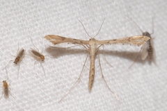 Stenoptilodes taprobanes