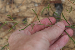 Euphorbia curtisii