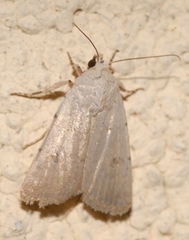 Caradrina fuscicornis