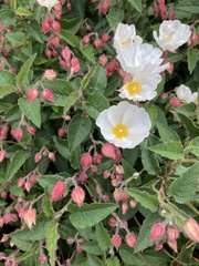 Cistus × hybridus