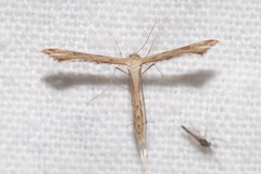 Stenoptilodes taprobanes